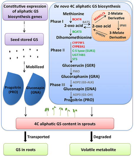 Glucosinolate content of selected Brassicaceae (Higdon 2005