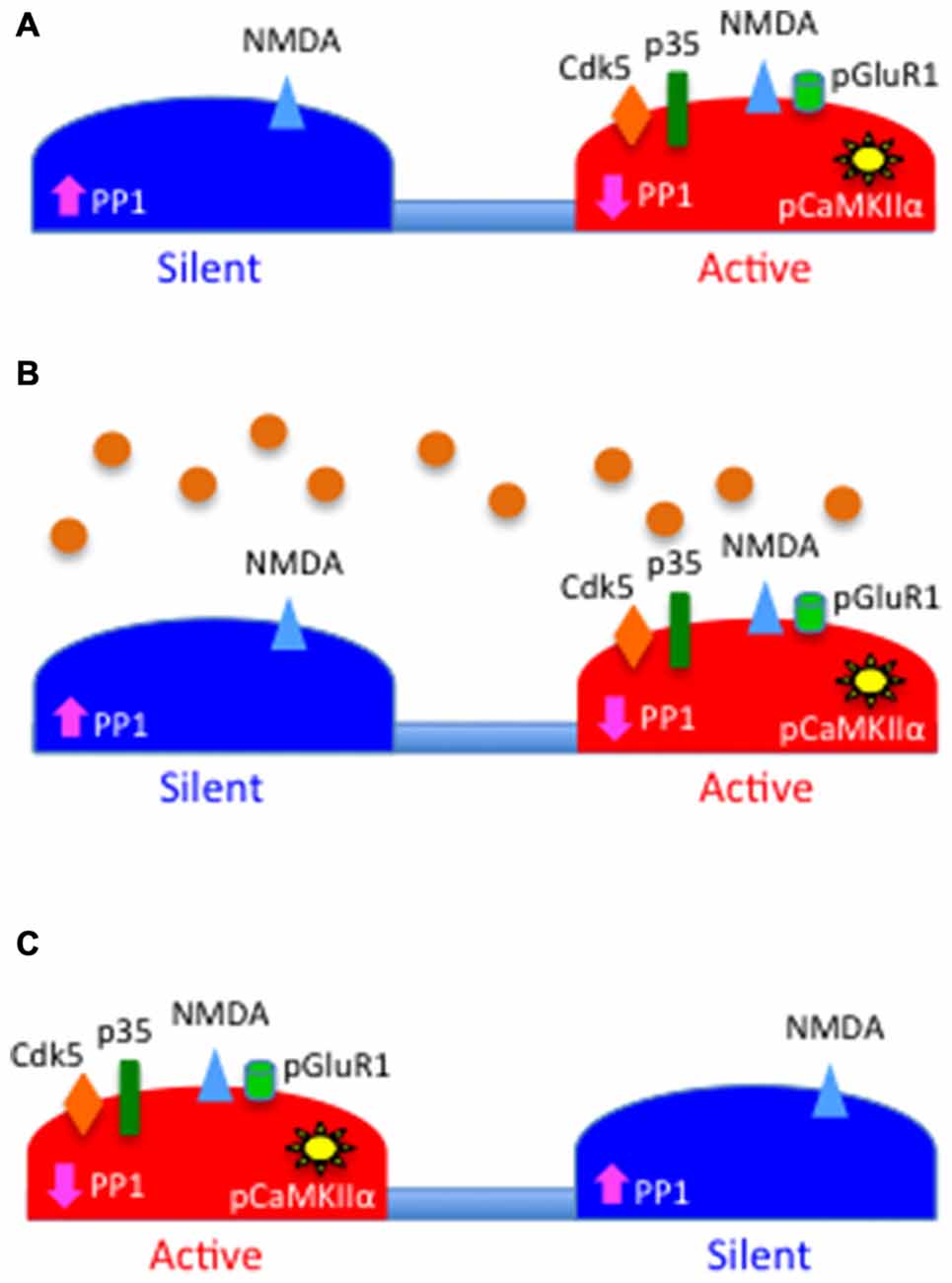 Frontiers | Tissue-type Plasminogen Activator (tPA) Modulates the ...