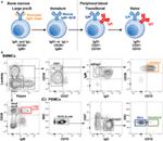 Frontiers | Transitional B Cells In Early Human B Cell Development ...