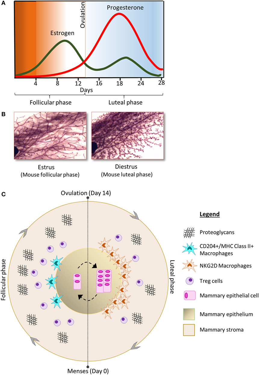 Frontiers  Dissecting the Biology of Menstrual Cycle-Associated Breast  Cancer Risk