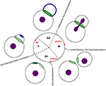 Frontiers | Septin Organization and Functions in Budding Yeast | Cell ...