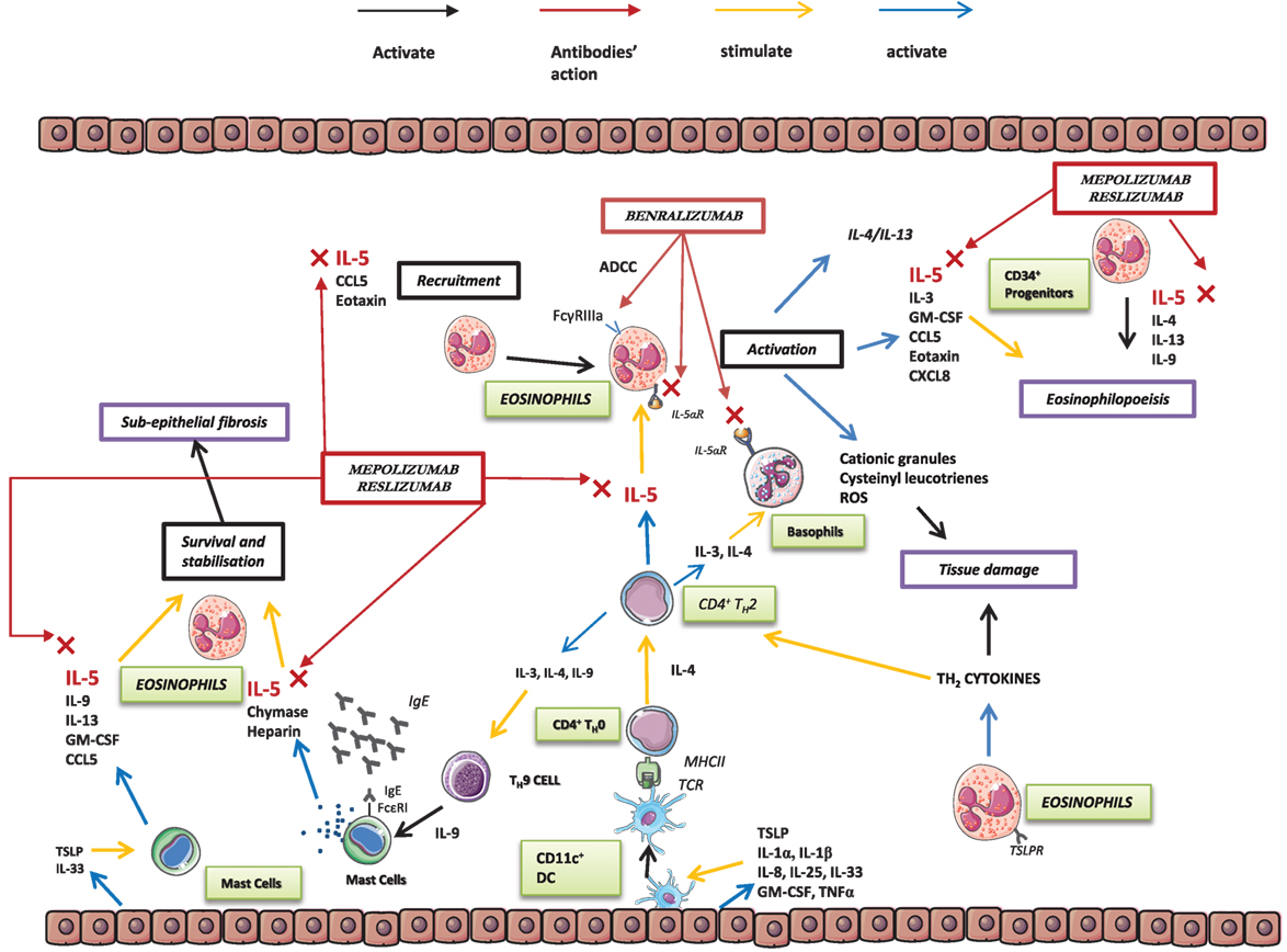 Frontiers Anti Interleukin 5 Il 5 And Il 5ra Biological Drugs