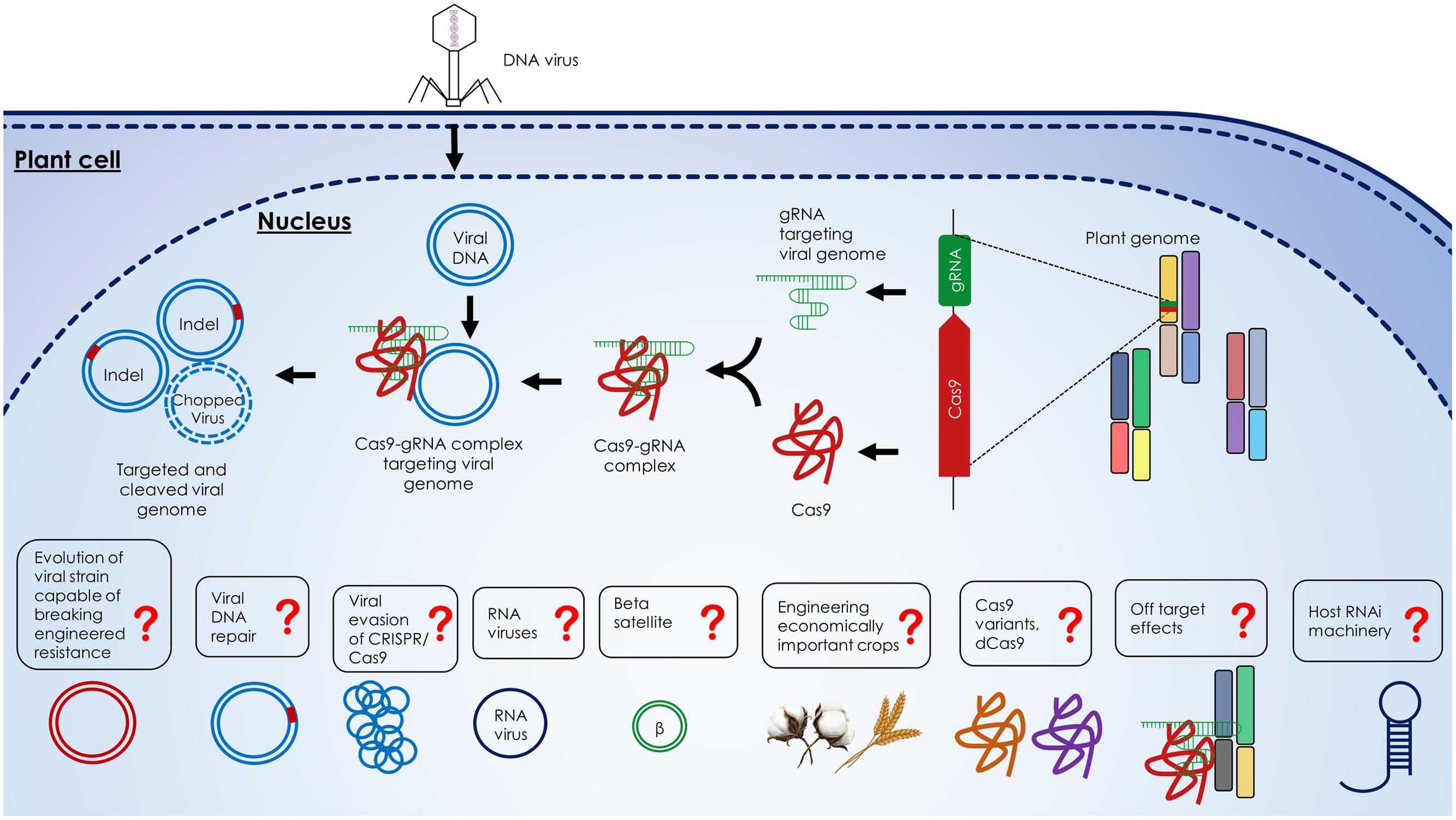Frontiers | Engineering Plant Immunity: Using CRISPR/Cas9 to Generate ...