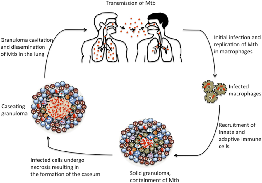 Frontiers Granulomas And Inflammation Host Directed Therapies For Tuberculosis