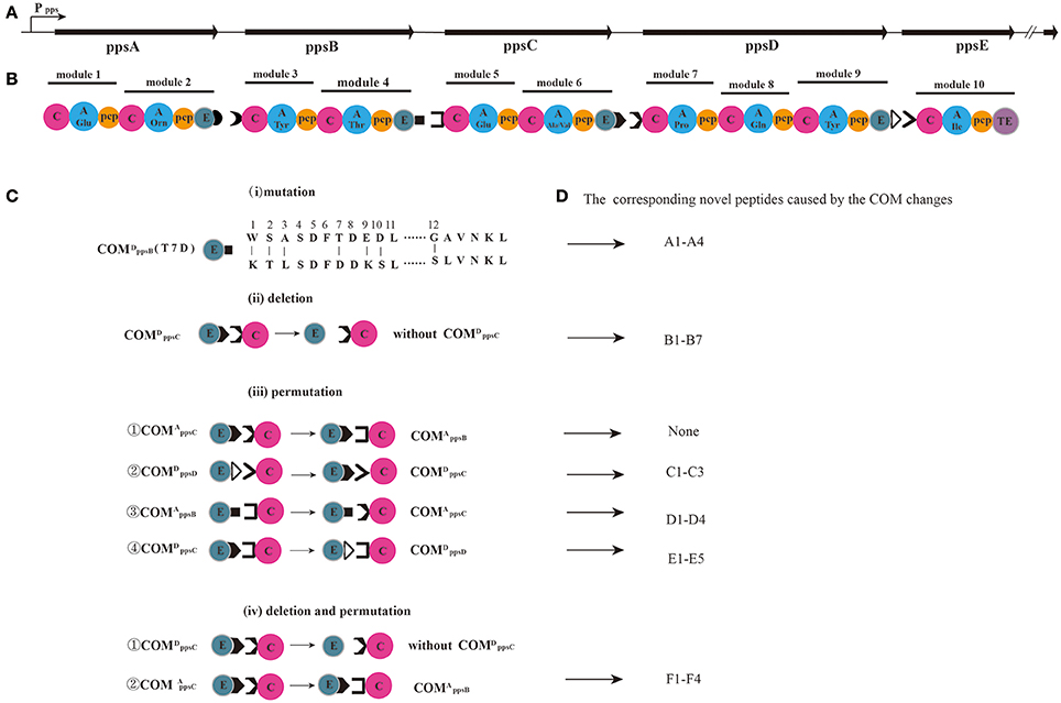 Frontiers Biocombinatorial Synthesis Of Novel Lipopeptides By Com Domain Mediated Reprogramming Of The Plipastatin Nrps Complex Microbiology