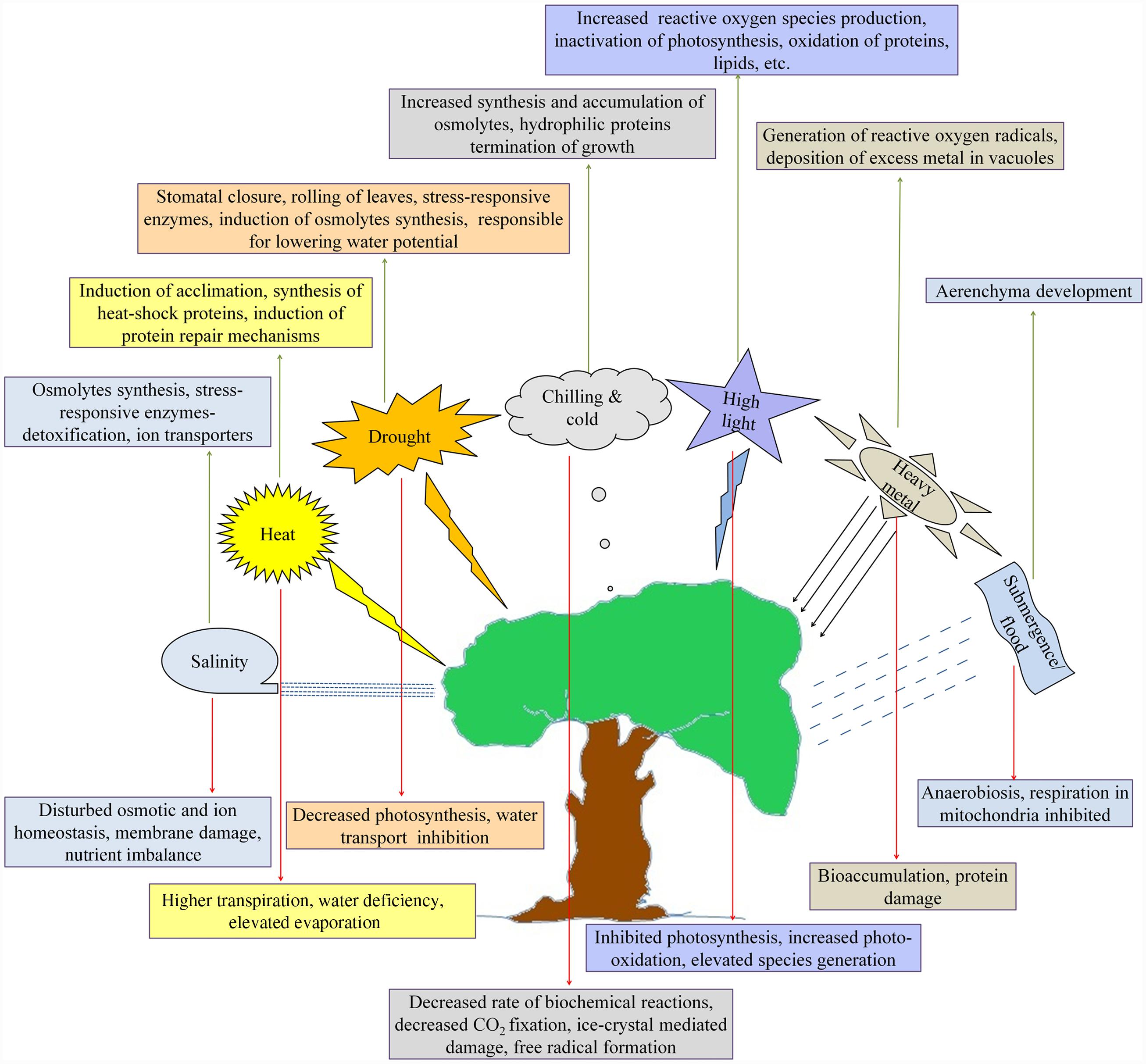 Frontiers Abiotic Stress Responses And Microbe Mediated Mitigation In 