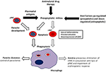 Frontiers | Evidencing the Role of Erythrocytic Apoptosis in Malarial ...