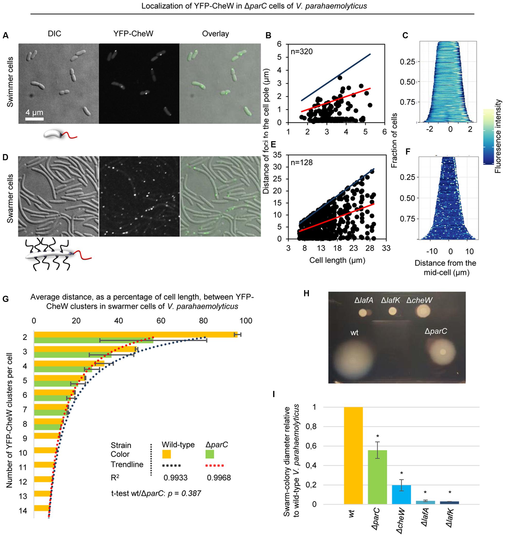 Frontiers | Differential Localization of Chemotactic Signaling Arrays ...