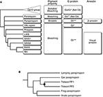 Frontiers | Vertebrate Bistable Pigment Parapinopsin: Implications for