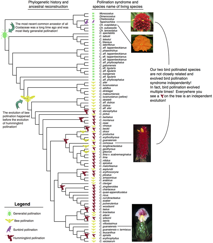 图3 -闭鞘姜科物种的系统发育树。
