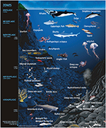 Frontiers | Marine Animal Microbiomes: Toward Understanding Host ...