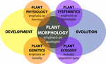 Frontiers | Morphological Plant Modeling: Unleashing Geometric And ...