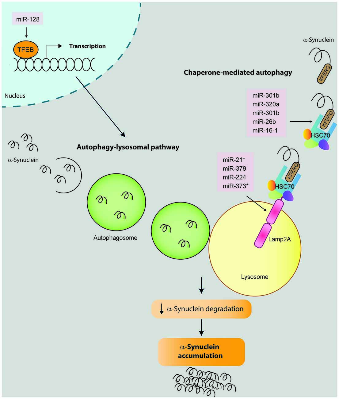 Frontiers | Role of microRNAs in the Regulation of α-Synuclein ...