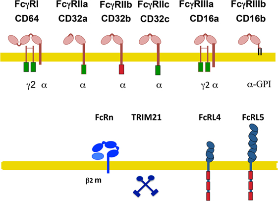 Frontiers Fcγ Receptor Heterogeneity In Leukocyte Functional Responses 0972