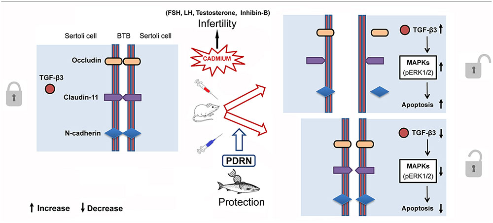 Frontiers | Polydeoxyribonucleotide, An Adenosine-A2A Receptor Agonist ...