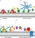 Frontiers | Hijacking Complement Regulatory Proteins for Bacterial ...