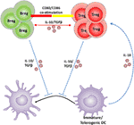 Frontiers | Regulatory B Cells in Pregnancy: Lessons from Autoimmunity ...