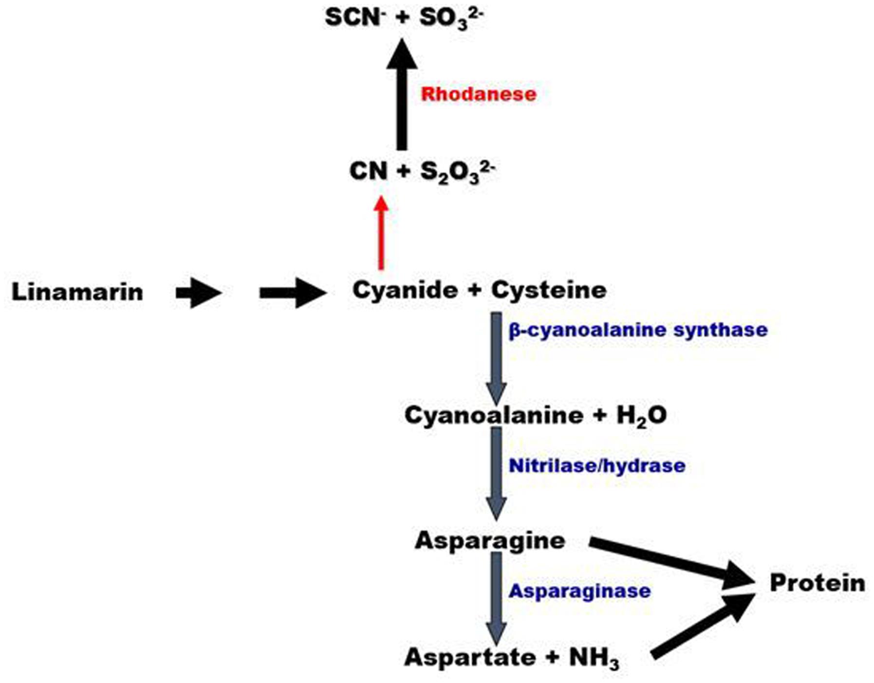 cyanide poisoning antidote mechanism