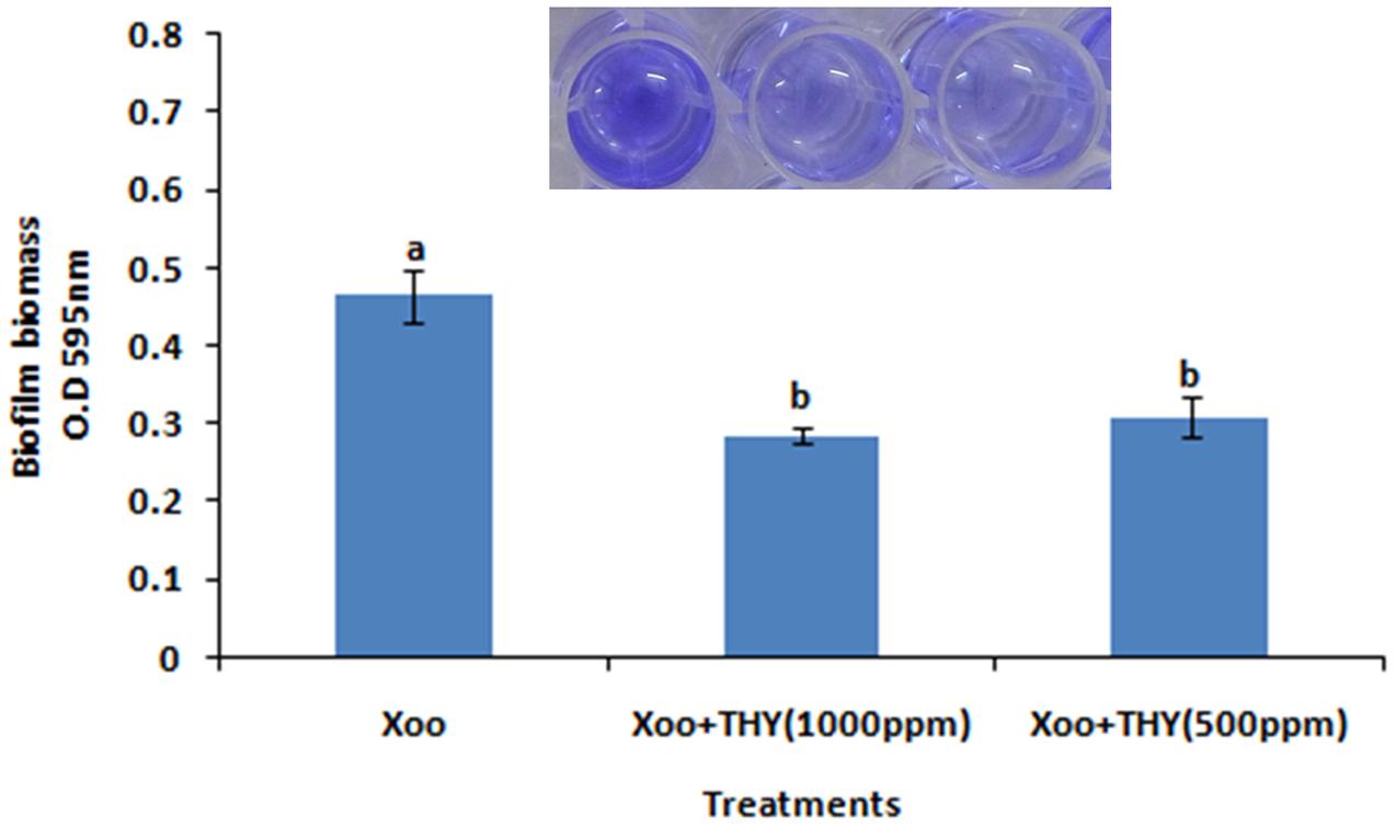 Frontiers Thyme Oil Reduces Biofilm Formation And Impairs Virulence Of Xanthomonas Oryzae Microbiology