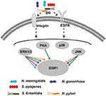 Frontiers | The Host Cell Transcription Factor EGR1 Is Induced by ...