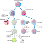 Frontiers | Phosphatase Wip1 in Immunity: An Overview and Update ...