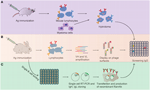 Frontiers | Advances In The Isolation Of Specific Monoclonal Rabbit ...