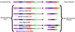 Frontiers | The Evolutionary Relationship between Alternative Splicing ...