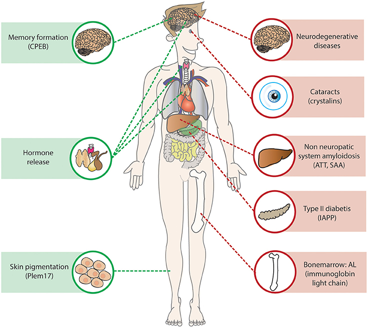 Frontiers Cellular Regulation Of Amyloid Formation In Aging And Disease 9796