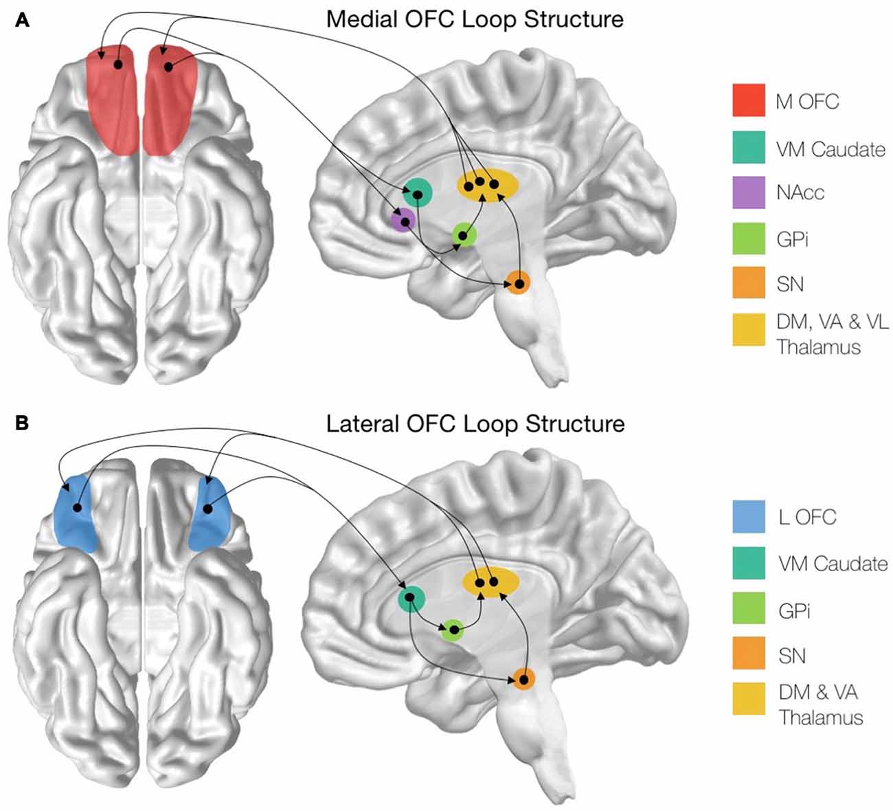 Ventromedial Prefrontal Cortex And Orbitofrontal Cortex