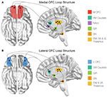 Frontiers | Cortico-Striatal-Thalamic Loop Circuits of the ...