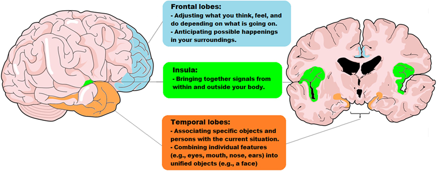 Figure 2 - The parts of the brain that work together, in the social context network model.