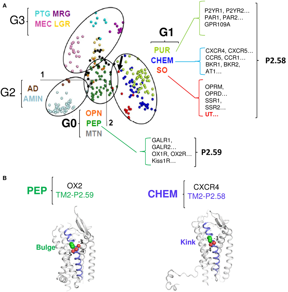 Frontiers | The G Protein-Coupled Receptor UT of the Neuropeptide 