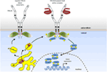 Frontiers | The Thrombopoietin Receptor: Structural Basis of Traffic ...