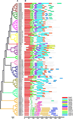 Frontiers Mikc Type Mads Box Transcription Factor Gene Family In