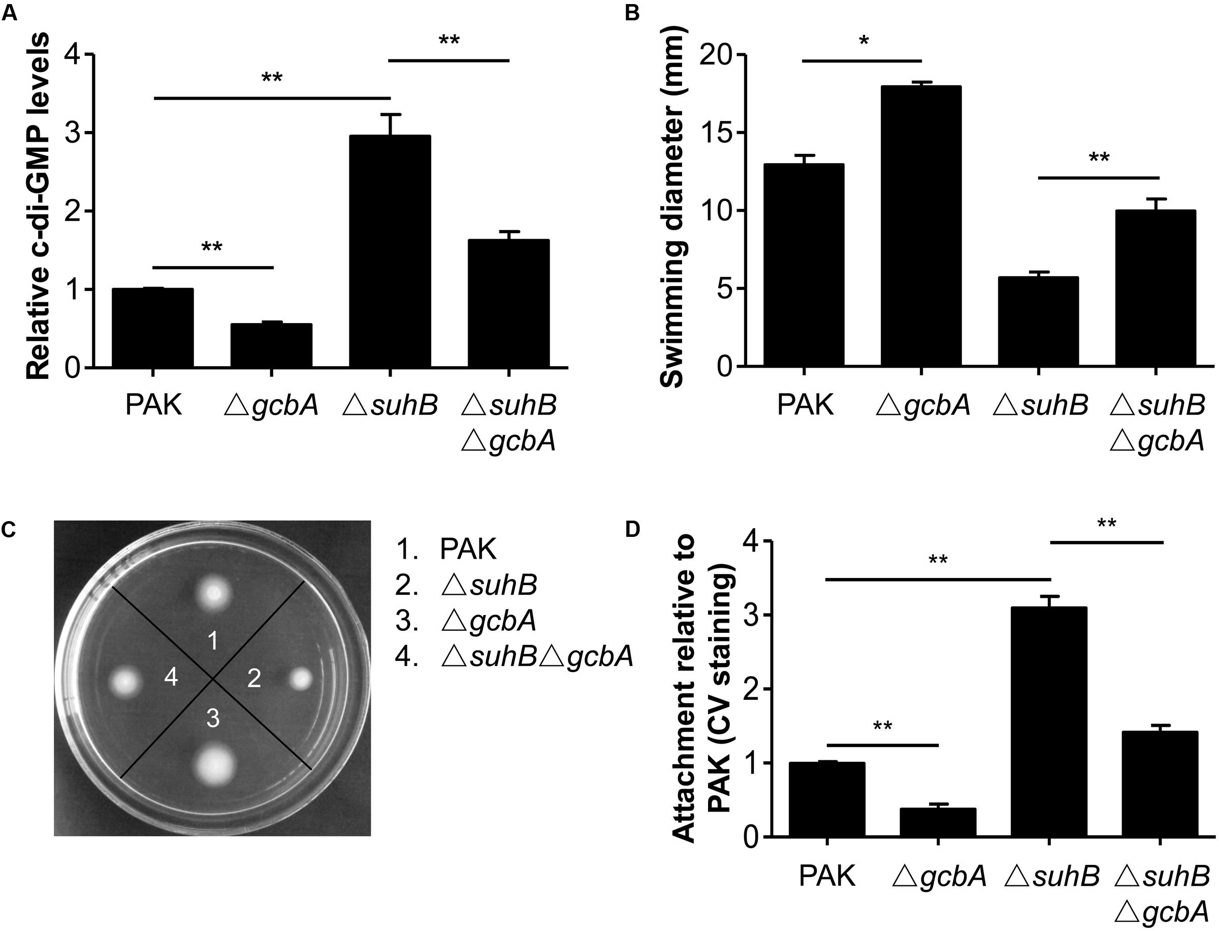 Frontiers Suhb Regulates The Motile Sessile Switch In Pseudomonas Aeruginosa Through The Gac Rsm Pathway And C Di Gmp Signaling Microbiology
