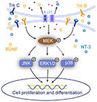 Frontiers | Cell-Cell Connection Enhances Proliferation and Neuronal ...