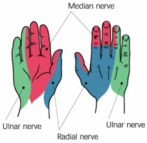Frontiers | The Role of Morphology of the Thumb in Anthropomorphic ...