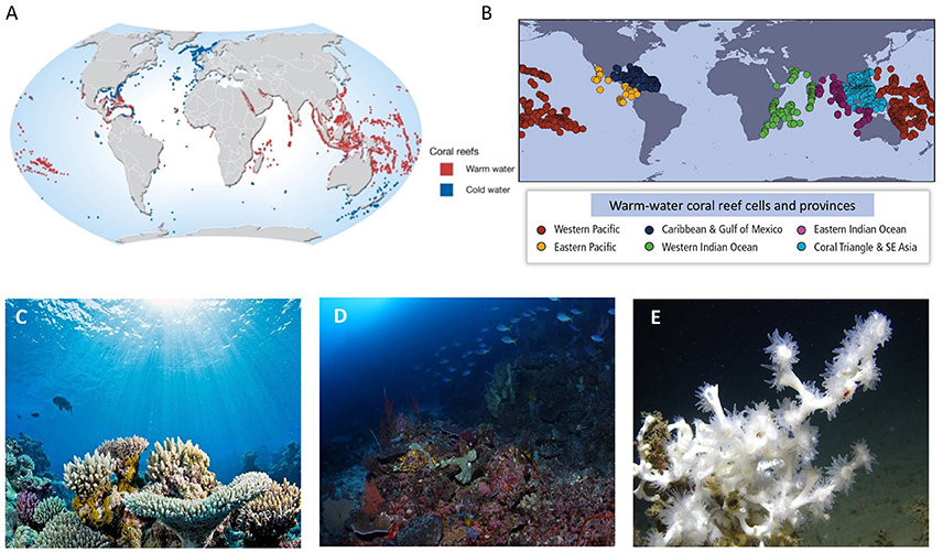 Distribution of major coral reefs in Indian water.