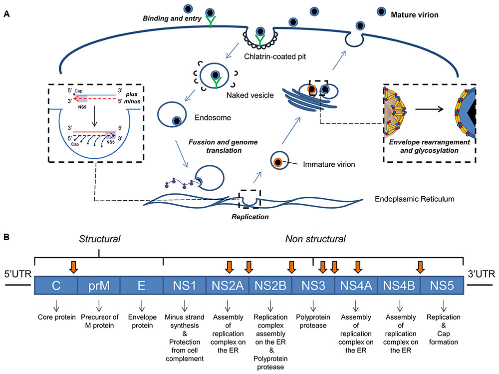 Frontiers  Functional Information Stored in the Conserved Structural RNA  Domains of Flavivirus Genomes