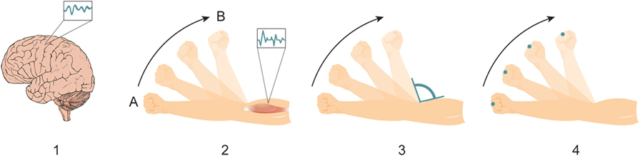 图1 -生成运动包括一连串的反应,传播从大脑到多个身体部位。