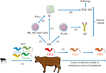 Frontiers | African Trypanosomes Undermine Humoral Responses and ...