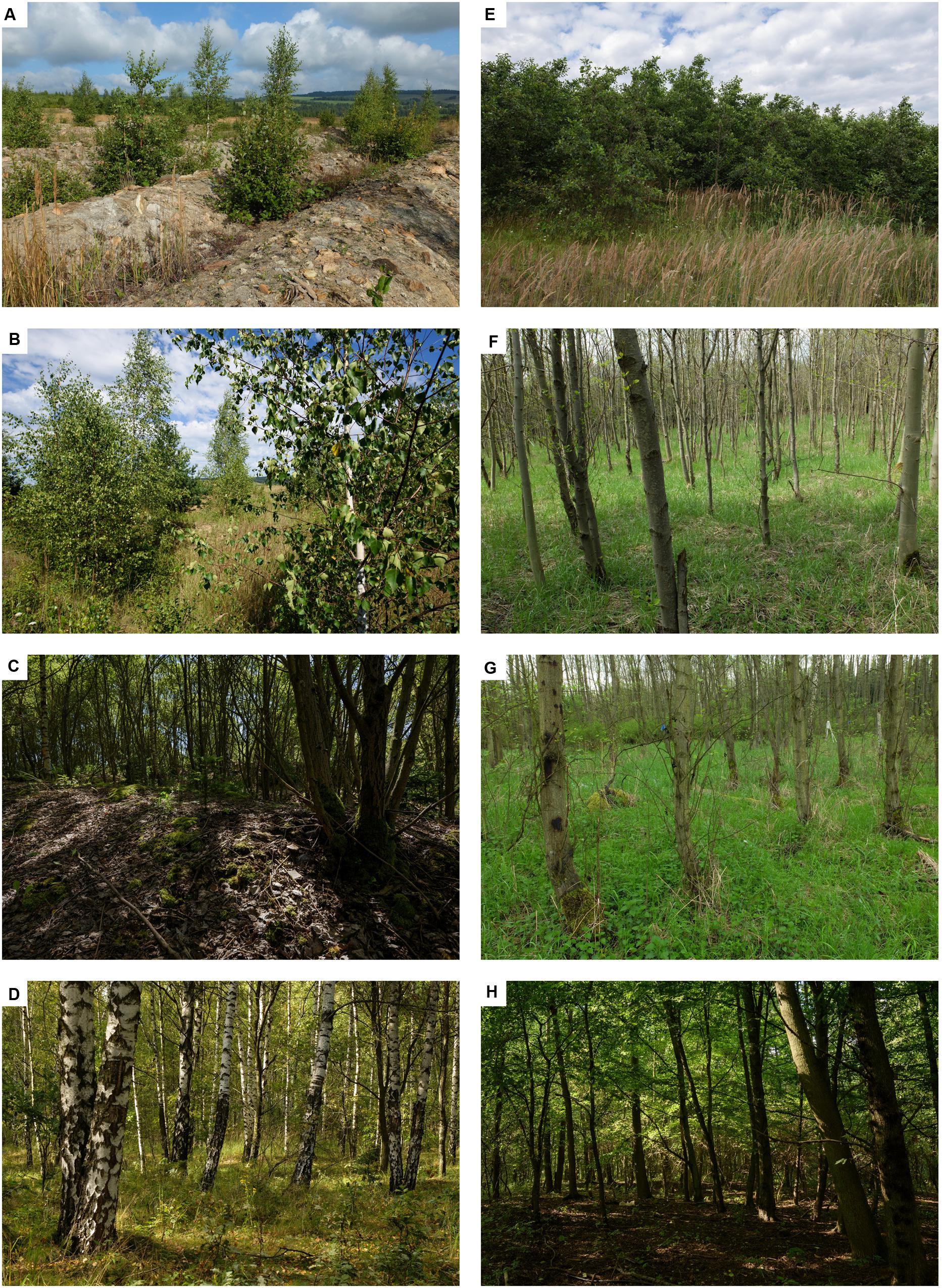 Frontiers | Plant Communities Rather than Soil Properties Structure ...