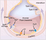 Frontiers | Alveolar Fluid Clearance in Pathologically Relevant ...