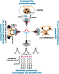 Frontiers | C1 Complex: An Adaptable Proteolytic Module for Complement ...