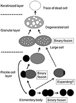 Frontiers | Ultrastructural Changes during the Life Cycle of Mycoplasma ...