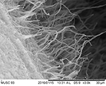 Frontiers | Streptomyces colonosanans sp. nov., A Novel Actinobacterium ...