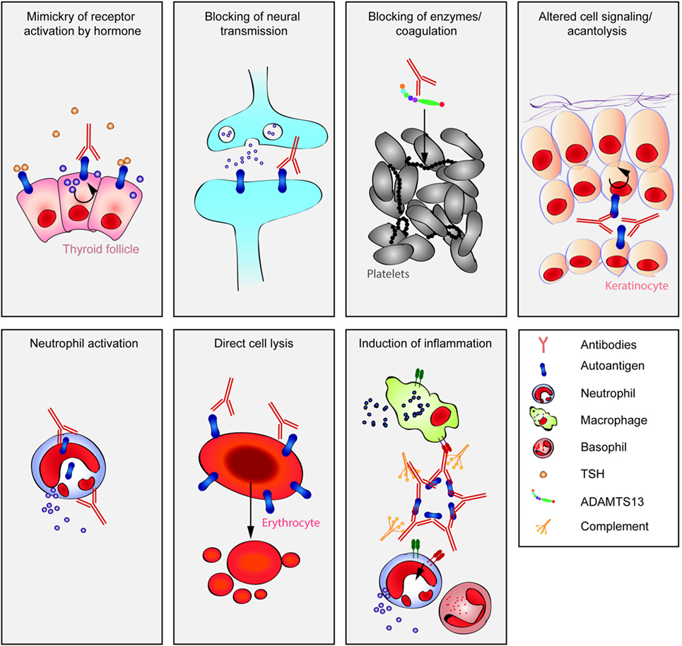 Frontiers | Mechanisms of Autoantibody-Induced Pathology