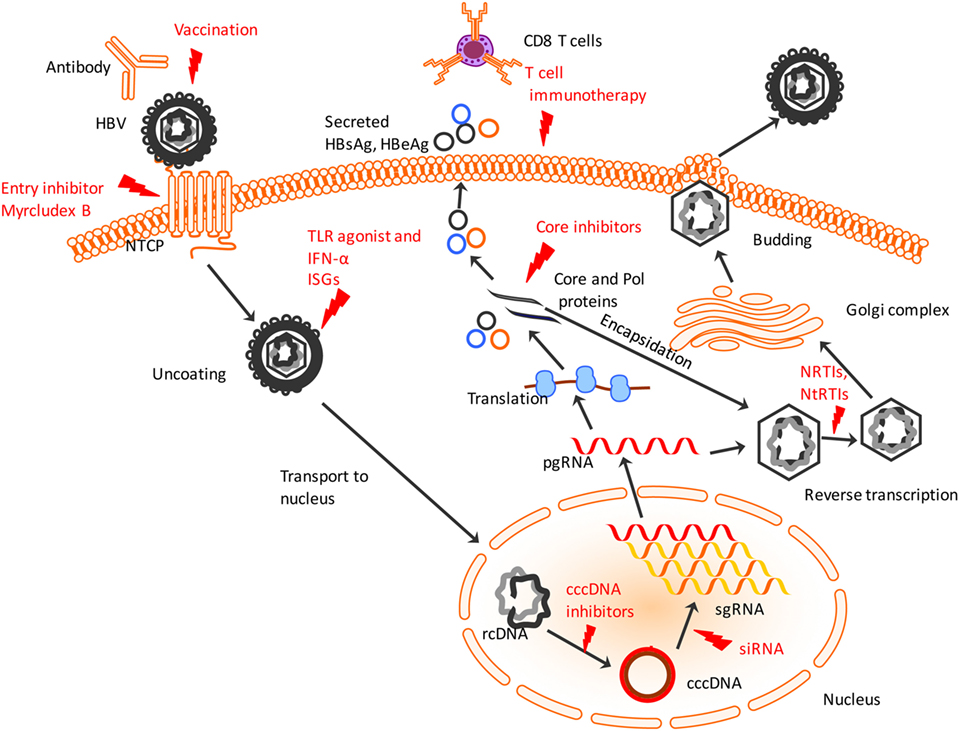 Hbv гепатит. Жизненный цикл HBV. HBV вирус. ДНК HBV. HBV модель.