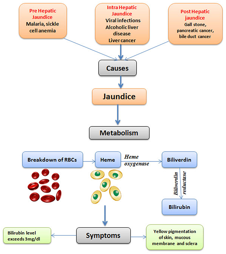 Frontiers Ethnopharmacological Approaches For Therapy Of Jaundice 