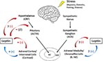 Frontiers | Assessing the Functional Role of Leptin in Energy ...